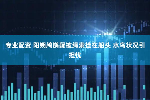 专业配资 阳朔鸬鹚疑被绳索拴在船头 水鸟状况引担忧